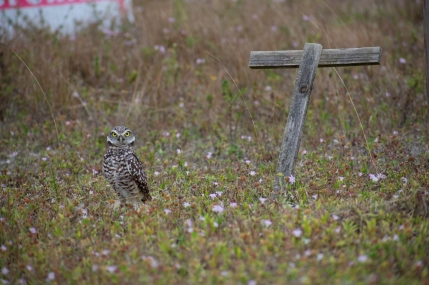 burrowing owls 3